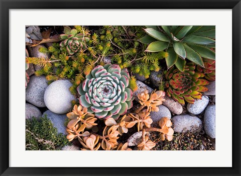 Framed Cape Ann Succulents Print