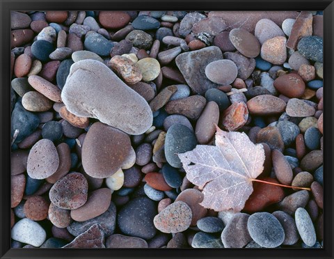 Framed Maple Leaf And Rocks Along The Shore Of Lake Superior Print