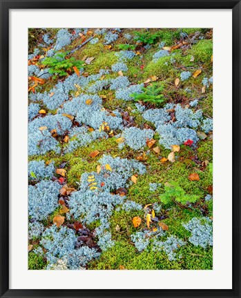 Framed Moss And Balsam Fir Saplings Print