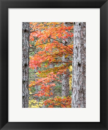 Framed Fall Pine Trees In The Forest, Michigan Print