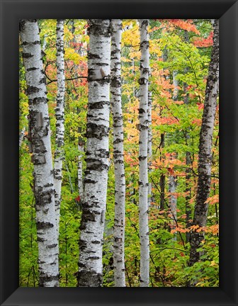 Framed Birch Trunks And Maple Leaves, Michigan Print