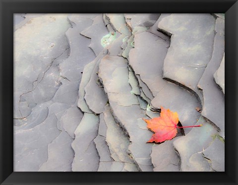 Framed Single Leaf On Rocks Along Bonanza Fall Print