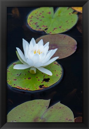 Framed White Water Lily Flowering In A Pond Print