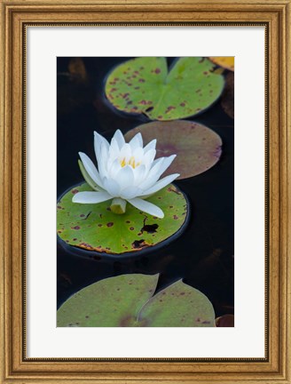 Framed White Water Lily Flowering In A Pond Print