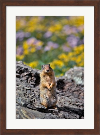 Framed Columbia Ground Squirrel Close-Up Print