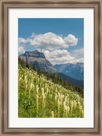 Framed Beargrass As Seen From Glacier National Park Print