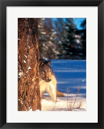 Framed Gray Wolf On The Alert In Winter Print