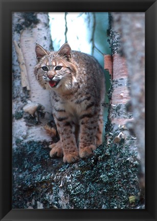 Framed Close-Up Of A Bobcat Print