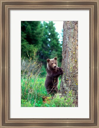 Framed Grizzly Bear Cub Leaning Against A Tree Print