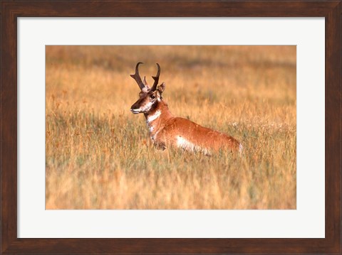 Framed Antelope Lying Down In A Grassy Field Print