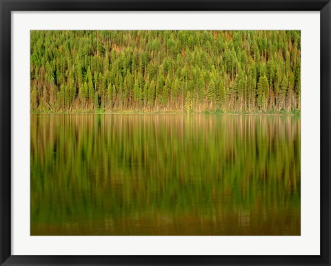 Framed Conifer Forest Reflects In Kintla Lake, Montana Print