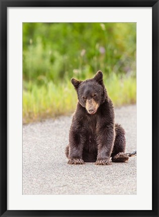 Framed Bear Cub On Camas Road Print