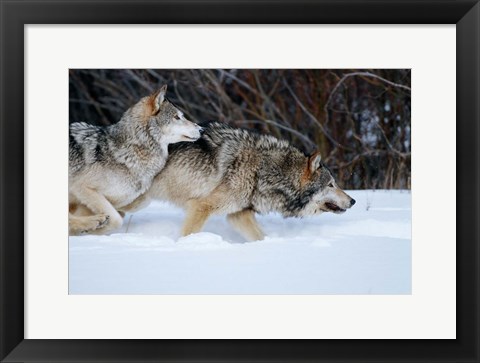 Framed Gray Wolves Running In Snow, Montana Print