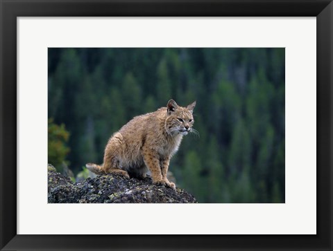 Framed Lynx, Montana Print