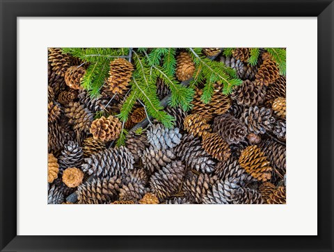 Framed Pine Cones And Douglas Fir Bough, Nevada Print