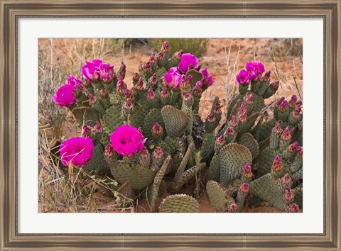 Framed Prickly Pear Cactus In Bloom, Valley Of Fire State Park, Nevada Print