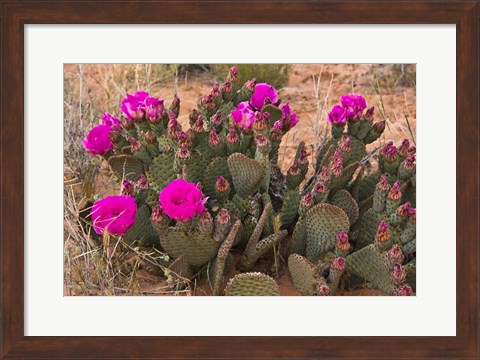 Framed Prickly Pear Cactus In Bloom, Valley Of Fire State Park, Nevada Print