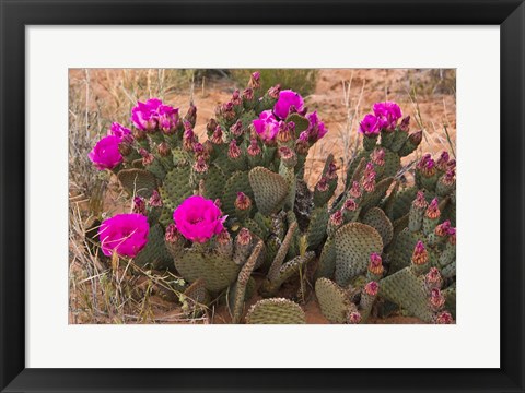 Framed Prickly Pear Cactus In Bloom, Valley Of Fire State Park, Nevada Print