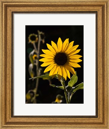 Framed Backlit Sunflower, Santa Fe, New Mexico Print