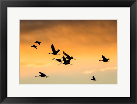 Framed Cranes And Geese Flying, New Mexico Print