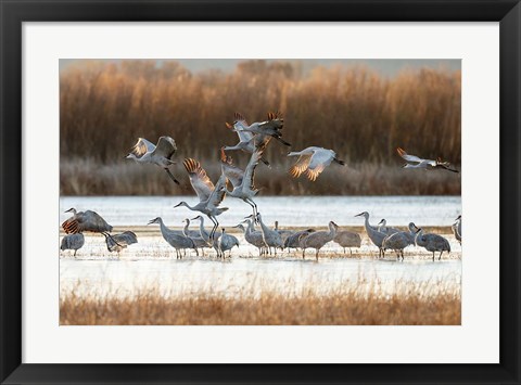 Framed Sandhill Cranes Flying, New Mexico Print