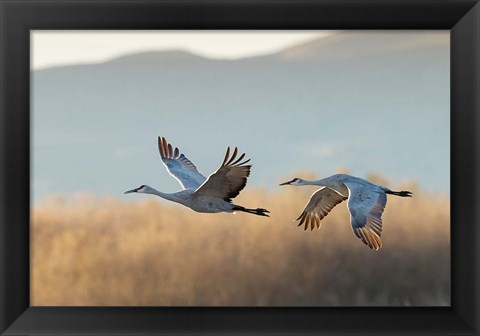 Framed Two Sandhill Cranes Flying, New Mexico Print