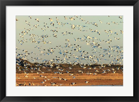 Framed Snow Geese Taking Off From Their Morning Roost, New Mexico Print