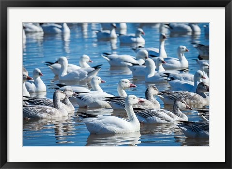 Framed Ross&#39;s And Snow Geese In Freshwater Pond, New Mexico Print