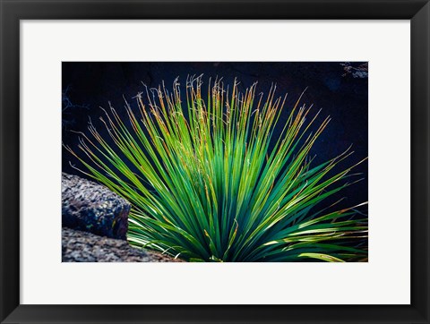 Framed Succulent On Malpais Nature Trail, New Mexico Print