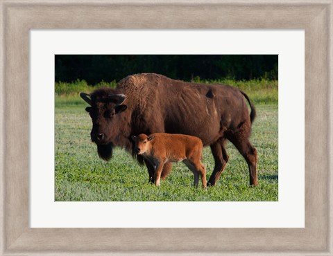 Framed American Bison And Calf Print