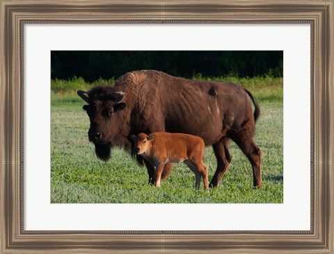 Framed American Bison And Calf Print