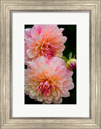 Framed Close-Up Of Pink Dahlia Flowers Print