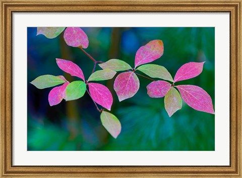 Framed Wild Dogwood Leaves In Autumn Print