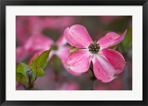 Framed Close-Up Of A Pink Dogwood Blossom Print