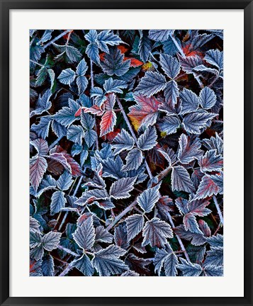 Framed Frost On A Wild Blackberry Bush Print