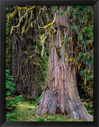 Framed Incense Cedar Tree, Oregon Print