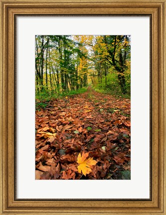 Framed Trail Covered In Maples Leaves, Oregon Print