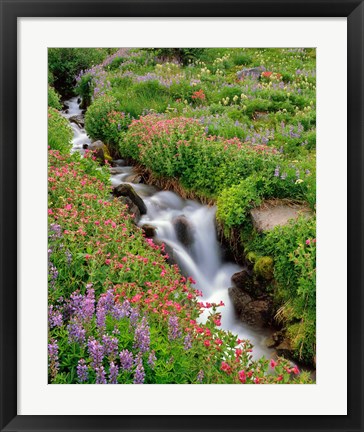 Framed Monkey-Flowers And Lupine Along Elk Cove Creek, Oregon Print