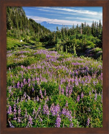 Framed Lupine In Elk Cove, Oregon Print