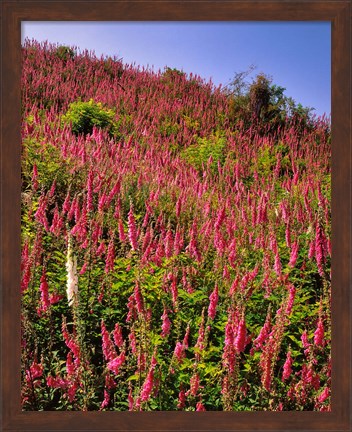 Framed Hillside Of Foxglove In Clatsop County, Oregon Print