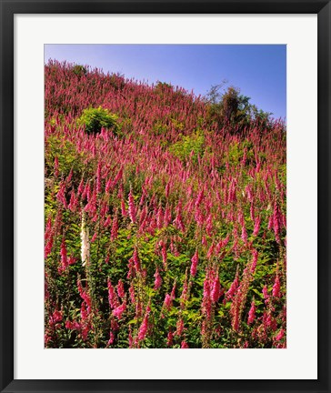 Framed Hillside Of Foxglove In Clatsop County, Oregon Print