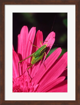 Framed Fork-Tailed Bush Katydid On A Gerbera Flower Print