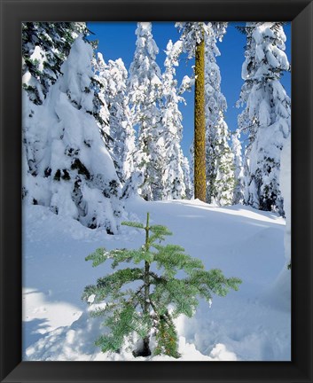 Framed Scenic Of New Snow On Forest, Oregon Print