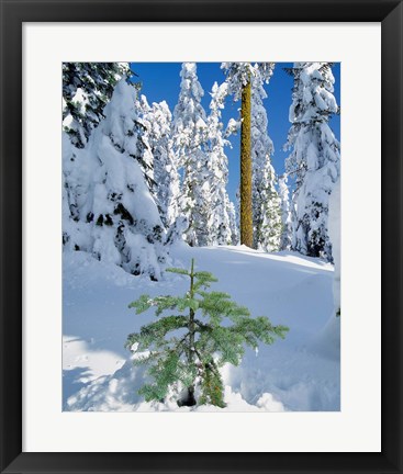 Framed Scenic Of New Snow On Forest, Oregon Print