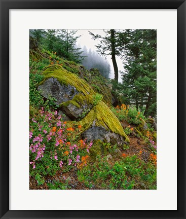 Framed Scenic View Of Mt Hood National Forest, Oregon Print