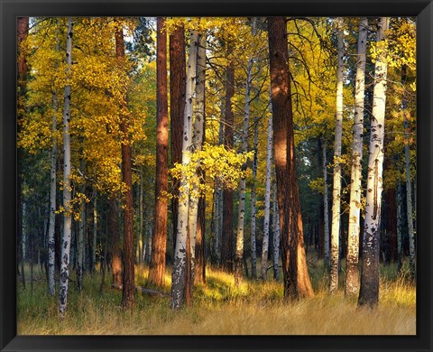 Framed Aspen And Ponderosa Trees In Autumn, Deschutes National Forest Print