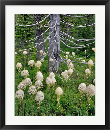 Framed Beargrass Around Dead Evergreen, Oregon Print