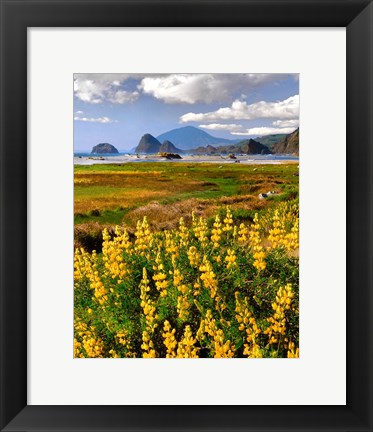 Framed Landscape Of Yellow Lupine, Oregon Print