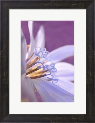 Framed Close-Up Of A Chicory Wildflower Print