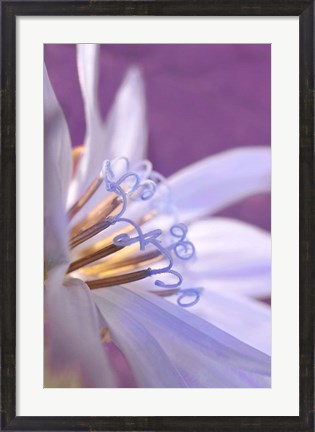 Framed Close-Up Of A Chicory Wildflower Print